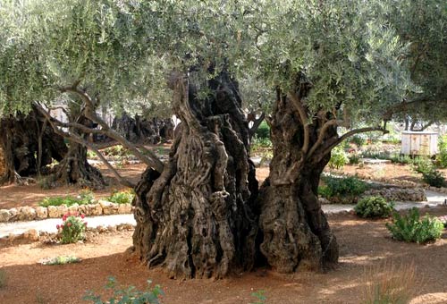 Een eeuwenoude boom in Getsemane, de Hof van Olijven