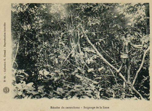 rubberoogster in het oerwoud
