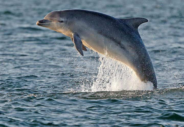 De steeds dartele dolfijn, die zich met zijn tuimelingen eindeloos sympathiek maakt bij de mens.