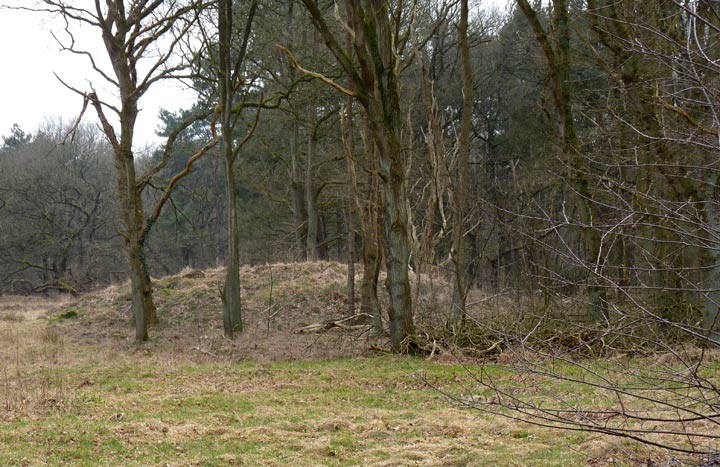 Grafheuveltje op een open plek in het bos van Midlaren, in de Nederlandse provincie Drenthe